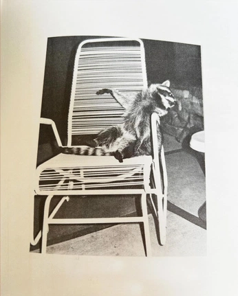 A cover of "mascot" cluster. The owner is brookeriley. The cluster consists of 19 elements.