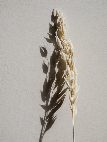 A cover of "FOOD" cluster. The owner is magggg. The cluster consists of 6 elements.