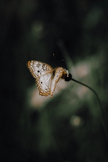 A cover of "Nature" cluster. The owner is imoge. The cluster consists of 12 elements.