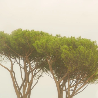 A cover of "photo play" cluster. The owner is poeticsonder. The cluster description is "through my lense ". The cluster consists of 33 elements.