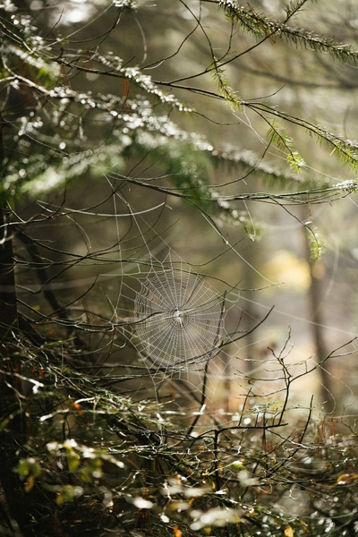 An image added by scottishimo on Feb 07, 2025. May present: spider web.
