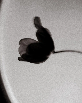 A cover of "Motion" cluster. The owner is heyheymia. The cluster description is "I am able to feel movement in any kind of way.". The cluster consists of 23 elements.