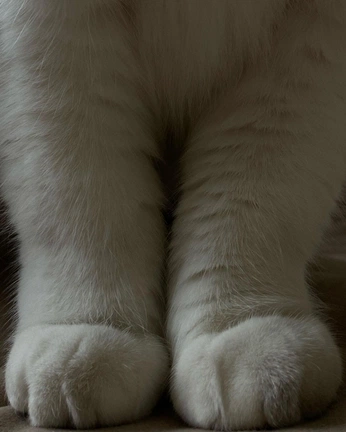 A cover of "Cutie stuffz" cluster. The owner is mrssunoffical. The cluster consists of 449 elements.