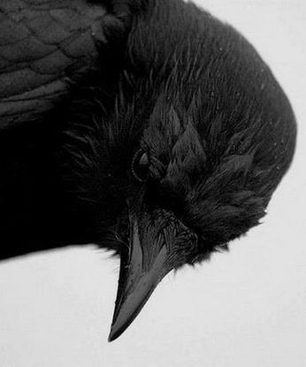 A cover of "Alice in Wonderland" cluster. The owner is crystal99. The cluster consists of 13 elements.