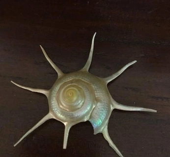 A cover of "Caracola" cluster. The owner is fernanda.r. The cluster consists of 5 elements.