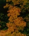 Cover of Fall cluster