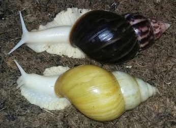 A cover of "animals animalss ˚ ༘ ೀ⋆" cluster. The owner is mariahclaw. The cluster consists of 14 elements.