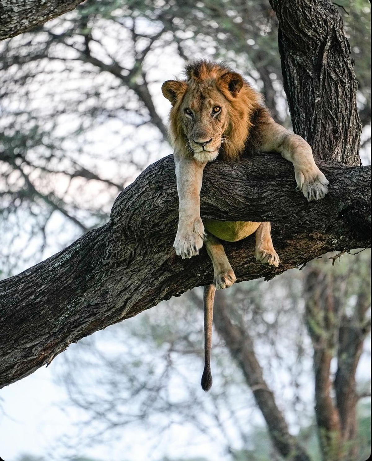 Thumbnail of Found on Cosmos