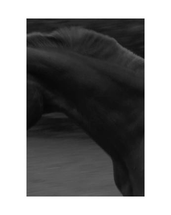 A cover of "Cleo horse" cluster. The owner is still.ness. The cluster consists of 5 elements.