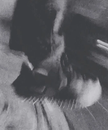 A cover of "PICTUREGRAPHER" cluster. The owner is lucaapple. The cluster consists of 74 elements.