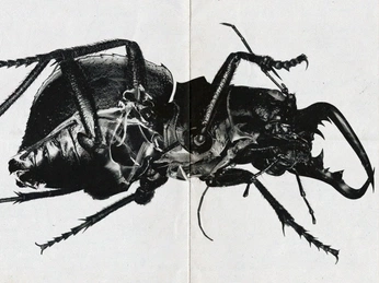 A cover of "Music" cluster. The owner is caviarandfog. The cluster consists of 2 elements.