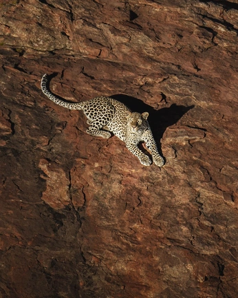 A cover of "kitties" cluster. The owner is meyerhjs. The cluster consists of 11 elements.