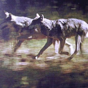 A cover of "oc: wildside" cluster. The owner is kiieyla. The cluster consists of 1 element.