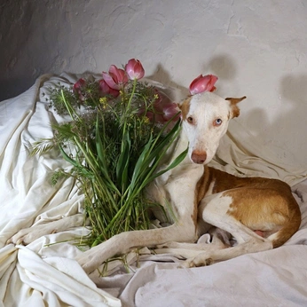 A cover of "sweet as a flower" cluster. The owner is soliloquy. The cluster consists of 7 elements.