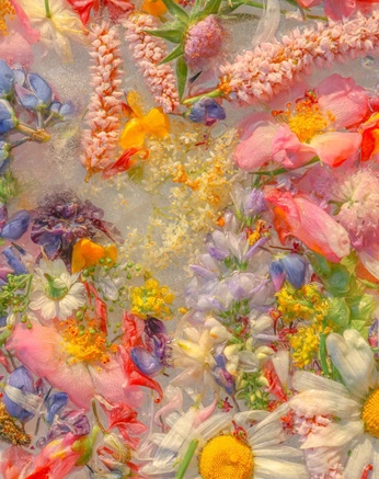 A cover of "flowers" cluster. The owner is henrike. The cluster consists of 5 elements.