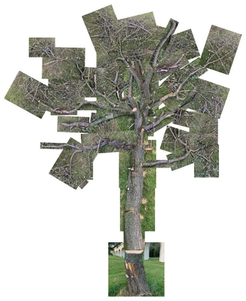 A cover of "wilt" cluster. The owner is yushes. The cluster consists of 11 elements.