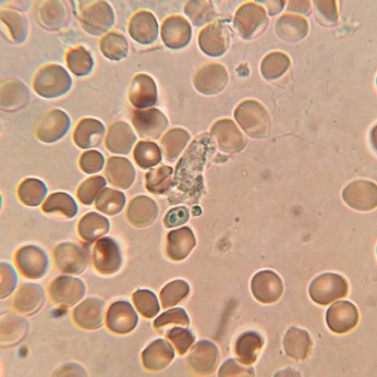 A cover of "microscopic" cluster. The owner is kitsuragi. The cluster consists of 24 elements.