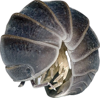 A cover of "Dezyne" cluster. The owner is rsimone. The cluster consists of 7 elements.