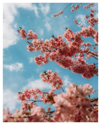 A cover of "Seasonal Aesthetics" cluster. The owner is archmage.21c. The cluster consists of 1 element.