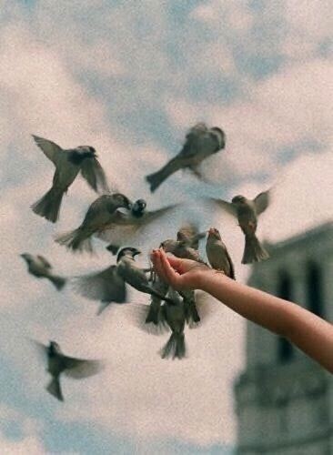 A Pinterest pin added by miajeanne on Aug 29, 2025. The author is hannah. May present: flock.