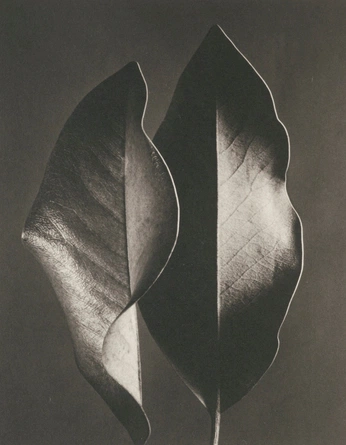 A cover of "Photography" cluster. The owner is linecircle. The cluster consists of 7 elements.