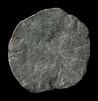 A cover of "Archaic" cluster. The owner is timcollins. The cluster consists of 1 element.