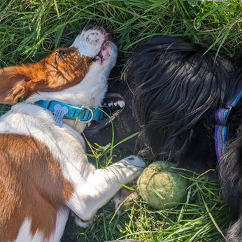 A cover of "Life’s Melodrama" cluster. The owner is melloon. The cluster description is "bobbles | lived | figments". The cluster consists of 9 elements.