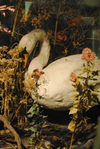 A cover of "no.1023" cluster. The owner is vonmerr. The cluster consists of 131 elements.