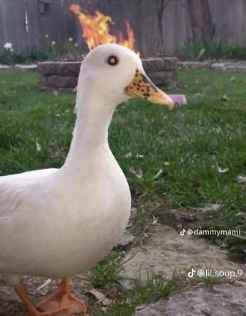 A cover of "Goofy Sketch Ideas" cluster. The owner is geguji. The cluster consists of 1 element.