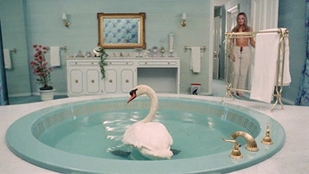 A cover of "swan" cluster. The owner is sararobbins. The cluster consists of 1 element.