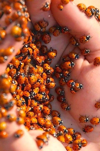 A cover of "ORANGE - SEP" cluster. The owner is mackim. The cluster consists of 18 elements.