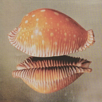 A cover of "shells" cluster. The owner is botzilla1. The cluster consists of 10 elements.