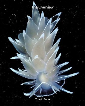 A cover of "Ways with Words" cluster. The owner is celestialcorvid. The cluster consists of 24 elements.