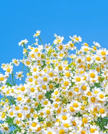 A cover of "starseed" cluster. The owner is adrianeelliott. The cluster consists of 43 elements.