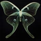 Cover of butterfly cluster