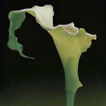 A cover of "plant" cluster. The owner is dottiefor. The cluster consists of 8 elements.