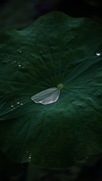 A cover of "nature" cluster. The owner is pujapuja. The cluster consists of 1 element.