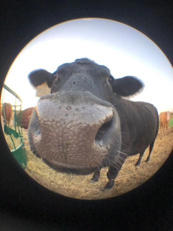 A cover of "LEBOEUF" cluster. The owner is almiighty. The cluster consists of 69 elements.