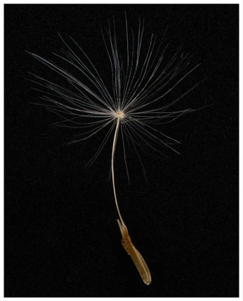 A cover of "Die Seele füttern" cluster. The owner is phinee. The cluster consists of 10 elements.