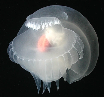 A cover of "sea" cluster. The owner is numezu. The cluster consists of 1 element.