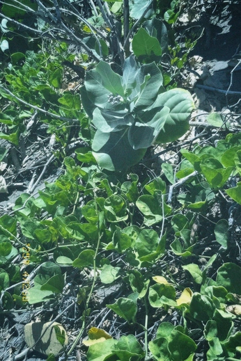 A cover of "#2^" cluster. The owner is novacain. The cluster consists of 37 elements.