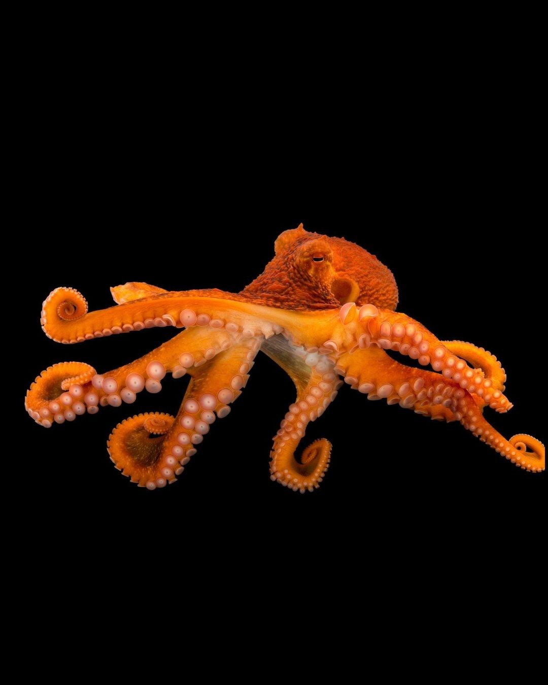 octo