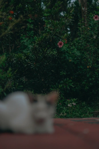 A cover of "Simple" cluster. The owner is deepd. The cluster consists of 9 elements.