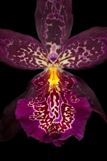 A cover of "Flowers" cluster. The owner is samarakatherine. The cluster consists of 2 elements.