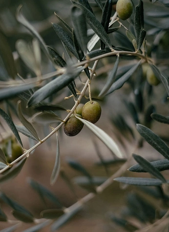 A cover of "Olive Oil" cluster. The owner is stolenart. The cluster consists of 60 elements.