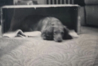 A cover of "doggo" cluster. The owner is samuellovescows. The cluster consists of 10 elements.