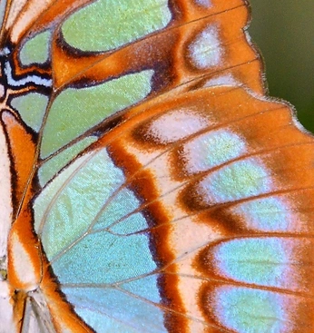 A cover of "Bug" cluster. The owner is gingerbeer157. The cluster consists of 2 elements.