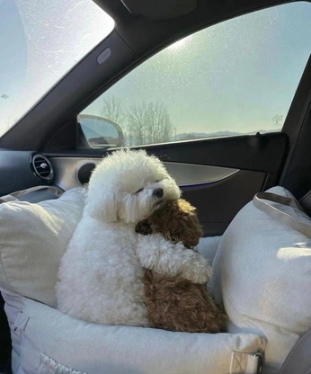 A cover of "doggy" cluster. The owner is legnevaa. The cluster consists of 1 element.