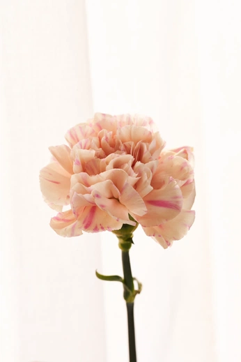 A cover of "flower" cluster. The owner is chi1009. The cluster consists of 2 elements.