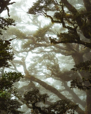 A cover of "Aesthetic 002" cluster. The owner is prettypeachy. The cluster consists of 7 elements.